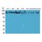 Phospholipase A2 Group IVA antibody, LS-C386933, Lifespan Biosciences, Western Blot image 