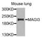 Membrane Associated Guanylate Kinase, WW And PDZ Domain Containing 3 antibody, STJ111935, St John