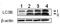 Microtubule Associated Protein 1 Light Chain 3 Beta antibody, ab51520, Abcam, Western Blot image 