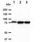Minichromosome Maintenance Complex Component 7 antibody, GTX57715, GeneTex, Western Blot image 