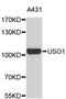 USO1 Vesicle Transport Factor antibody, abx127076, Abbexa, Western Blot image 