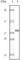 Myoglobin antibody, abx011221, Abbexa, Western Blot image 