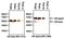 Estrogen Receptor 2 antibody, NB300-747, Novus Biologicals, Western Blot image 