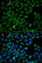 HSP73 antibody, 15-314, ProSci, Immunofluorescence image 