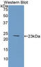 Collagen Type VI Alpha 1 Chain antibody, LS-C293436, Lifespan Biosciences, Western Blot image 