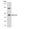 Ras Related GTP Binding C antibody, LS-B14697, Lifespan Biosciences, Western Blot image 