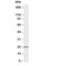 Phosphomevalonate Kinase antibody, R30248, NSJ Bioreagents, Western Blot image 