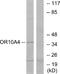 Olfactory Receptor Family 10 Subfamily A Member 4 antibody, A30851, Boster Biological Technology, Western Blot image 