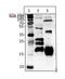 C-Type Lectin Domain Family 3 Member B antibody, HYB 130-11-02, Invitrogen Antibodies, Western Blot image 