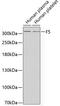 Coagulation Factor V antibody, 14-699, ProSci, Western Blot image 