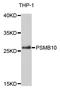 Proteasome Subunit Beta 10 antibody, A5452, ABclonal Technology, Western Blot image 