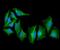Keratin 17 antibody, NBP2-42619, Novus Biologicals, Immunocytochemistry image 