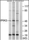 Inositol Hexakisphosphate Kinase 2 antibody, orb137594, Biorbyt, Western Blot image 