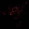 Snail Family Transcriptional Repressor 2 antibody, 3959, ProSci, Immunofluorescence image 