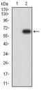 Collagen Type XX Alpha 1 Chain antibody, orb215244, Biorbyt, Western Blot image 