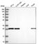 Motile Sperm Domain Containing 3 antibody, PA5-65507, Invitrogen Antibodies, Western Blot image 