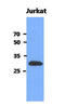 Protein MEMO1 antibody, LS-C175815, Lifespan Biosciences, Western Blot image 