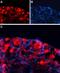 Gamma-Aminobutyric Acid Type A Receptor Gamma1 Subunit antibody, PA5-77410, Invitrogen Antibodies, Immunohistochemistry frozen image 