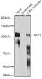 Tripartite Motif Containing 28 antibody, GTX08968, GeneTex, Immunoprecipitation image 