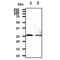 Heat Shock Protein Family B (Small) Member 1 antibody, GTX57550, GeneTex, Western Blot image 