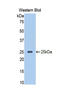 Serpin Family A Member 10 antibody, LS-C297857, Lifespan Biosciences, Western Blot image 