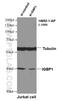 Immunoglobulin Binding Protein 1 antibody, 14952-1-AP, Proteintech Group, Western Blot image 