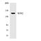 SOS Ras/Rho Guanine Nucleotide Exchange Factor 2 antibody, LS-C200712, Lifespan Biosciences, Western Blot image 