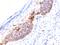 CD1a Molecule antibody, GTX34470, GeneTex, Immunohistochemistry paraffin image 