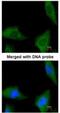 Coenzyme A Synthase antibody, NBP1-32649, Novus Biologicals, Immunocytochemistry image 
