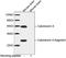 Protein Phosphatase 3 Catalytic Subunit Alpha antibody, LS-C203050, Lifespan Biosciences, Western Blot image 