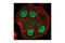 Proteasome Activator Subunit 3 antibody, 2412S, Cell Signaling Technology, Immunocytochemistry image 