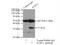 Acrosomal Vesicle Protein 1 antibody, 14040-1-AP, Proteintech Group, Immunoprecipitation image 