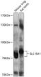 Solute Carrier Family 15 Member 1 antibody, 13-527, ProSci, Western Blot image 