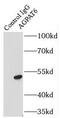 Glycerol-3-phosphate acyltransferase 4 antibody, FNab00217, FineTest, Immunoprecipitation image 