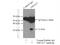 Tetraspanin 7 antibody, 18695-1-AP, Proteintech Group, Immunoprecipitation image 