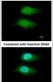 Von Willebrand Factor A Domain Containing 5A antibody, PA5-30082, Invitrogen Antibodies, Immunofluorescence image 