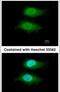 Von Willebrand Factor A Domain Containing 5A antibody, PA5-30082, Invitrogen Antibodies, Immunofluorescence image 