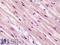 GATA Binding Protein 3 antibody, LS-B4879, Lifespan Biosciences, Immunohistochemistry frozen image 