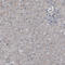 Lymphocyte antigen 6K antibody, AMAb90987, Atlas Antibodies, Immunohistochemistry paraffin image 