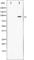 Dynamin 1 antibody, abx010671, Abbexa, Western Blot image 