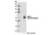 Retinoic Acid Receptor Gamma antibody, 8965T, Cell Signaling Technology, Western Blot image 