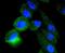 Transforming Acidic Coiled-Coil Containing Protein 3 antibody, NBP2-67671, Novus Biologicals, Immunofluorescence image 