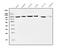 Eukaryotic Translation Elongation Factor 2 antibody, M00830-2, Boster Biological Technology, Western Blot image 