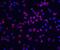 CASP8 And FADD Like Apoptosis Regulator antibody, GTX26144, GeneTex, Immunofluorescence image 
