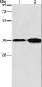 Annexin A9 antibody, LS-C401250, Lifespan Biosciences, Western Blot image 