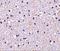 Nicastrin antibody, A03144, Boster Biological Technology, Immunohistochemistry frozen image 