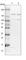 SPT5 Homolog, DSIF Elongation Factor Subunit antibody, HPA029273, Atlas Antibodies, Western Blot image 