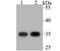 Receptor For Activated C Kinase 1 antibody, A02145-1, Boster Biological Technology, Western Blot image 
