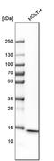 CD247 Molecule antibody, HPA008750, Atlas Antibodies, Western Blot image 