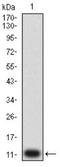 Purinergic Receptor P2Y14 antibody, NBP2-61753, Novus Biologicals, Western Blot image 